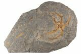 5.1" Ordovician Brittle Star (Ophiura) With Carpoid & Crinoids - #196745-1